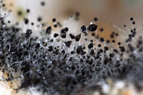 Mold_Cleanup.jpg